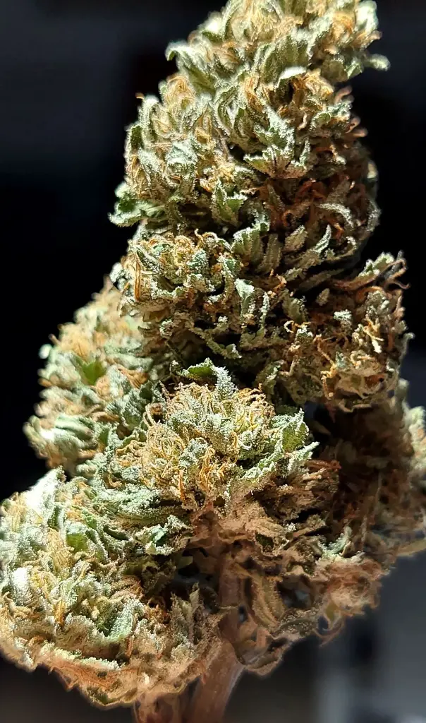 White CBG 0,1 %THC (5 grammes)