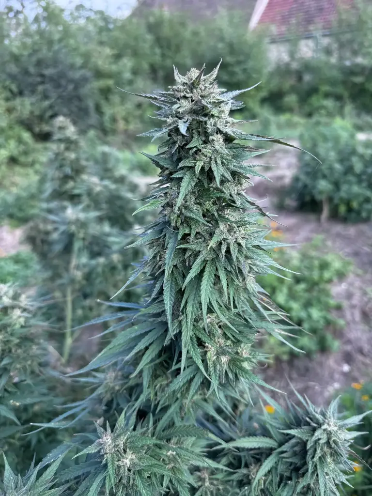 Auto"Outdoor"