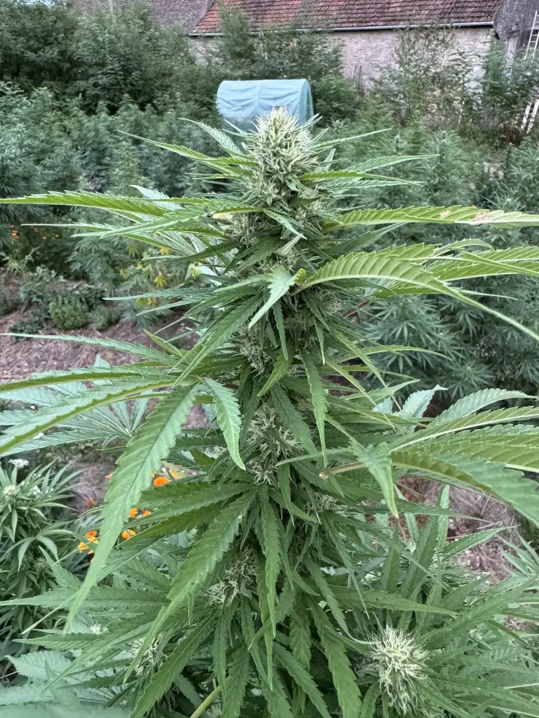 ACDiesel "Outdoor"