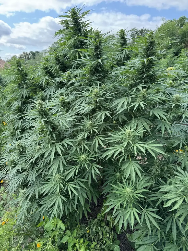 Chemberry "Outdoor"