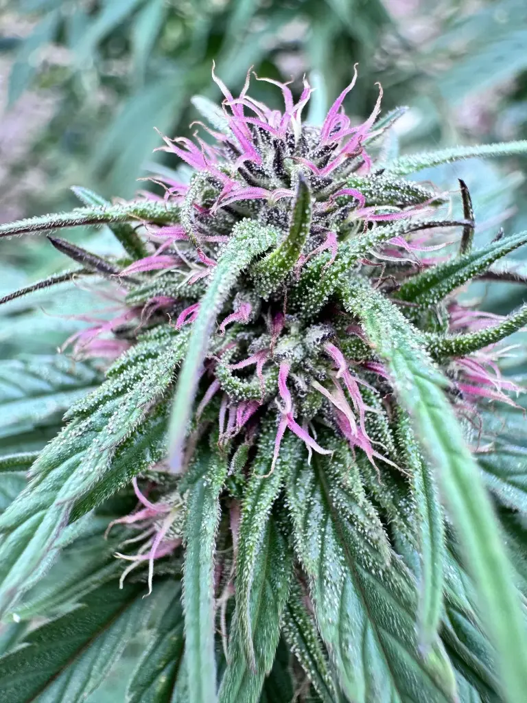 Western Cherry "Outdoor"