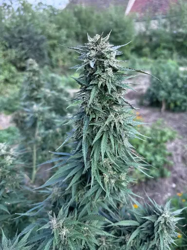 Auto"Outdoor"