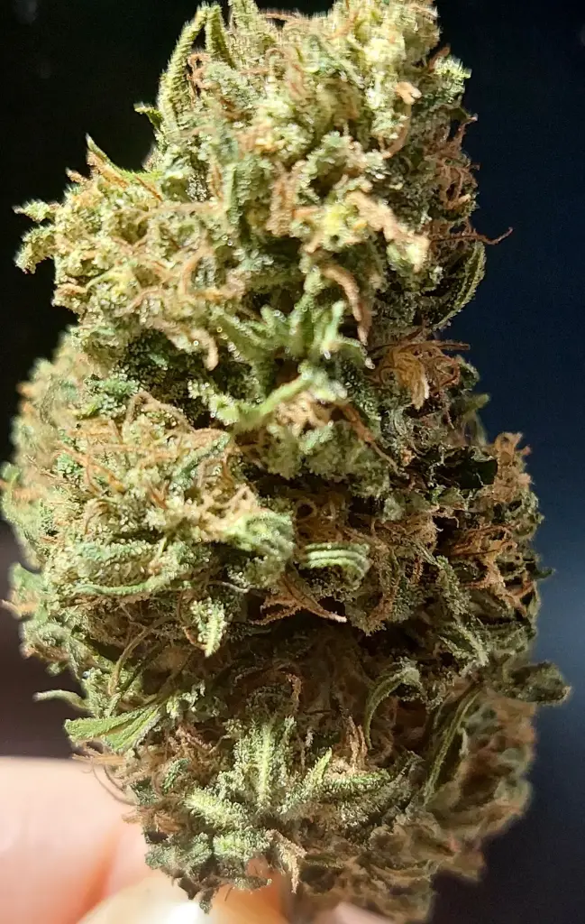 Hawaiian Haze "Outdoor"