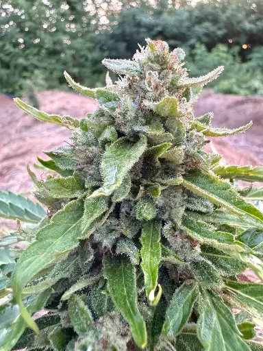 Hawaiian Haze "Outdoor"