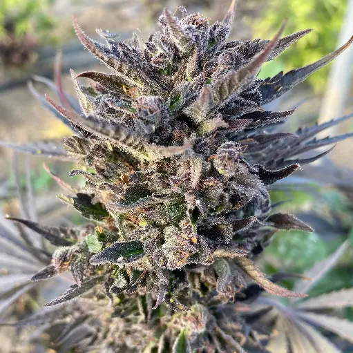 Grape Soda "Outdoor"