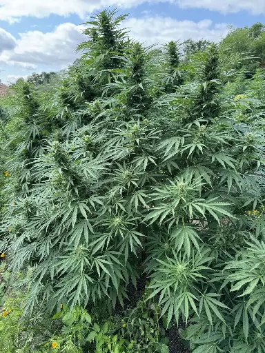 Chemberry "Outdoor"