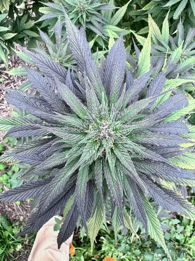 Northwest "Outdoor"