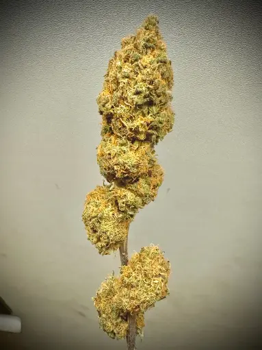 Grape Soda "Indoor"